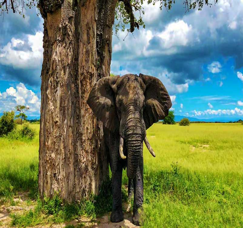 seven days tour seven days safari