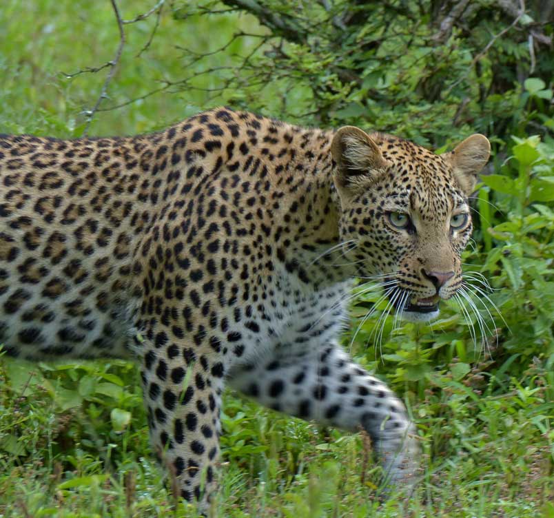 six days safari 6 days package
