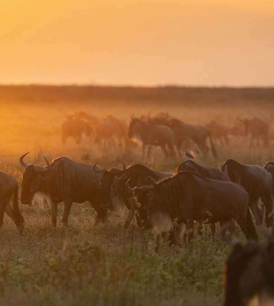 8 days safari
