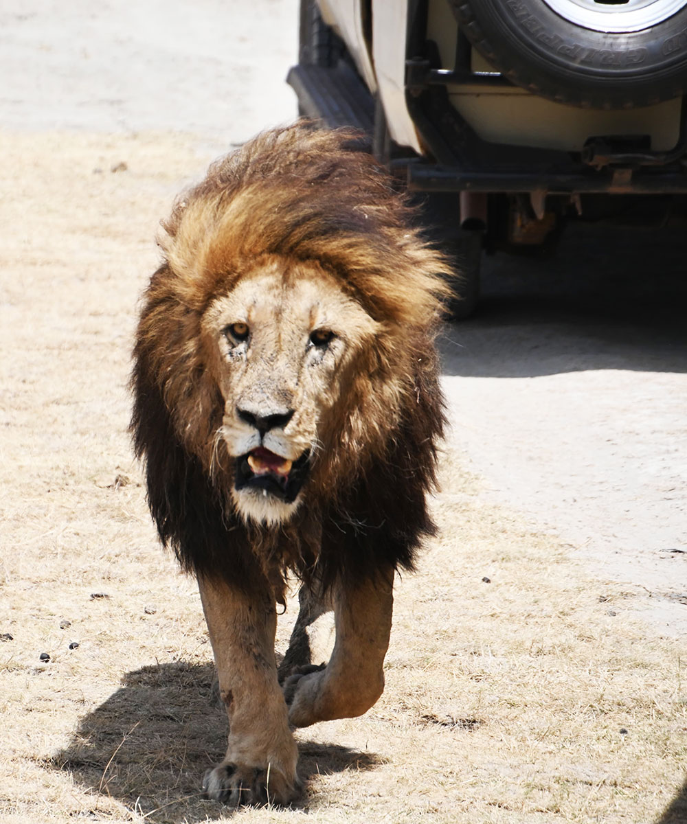 red hot poker travel tanzania